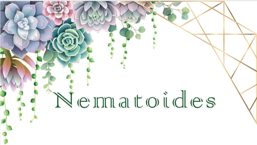 Nematoides - Suculentas